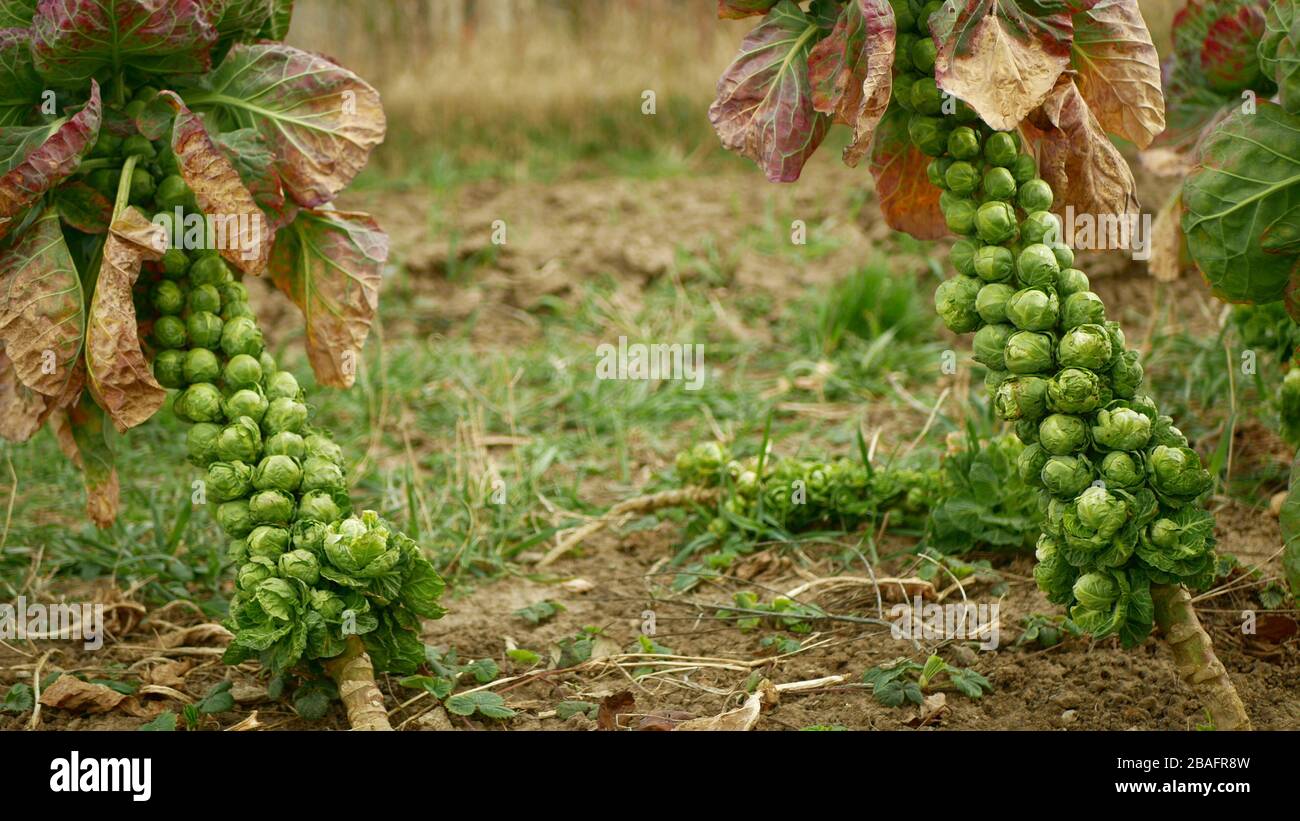 Cavoli vegetali di Bruxelles cavoli Brassica oleacea foglia raccolto ortaggi cespuglio, forma invernale resistente al gelo nel campo agricolo con argille Foto Stock