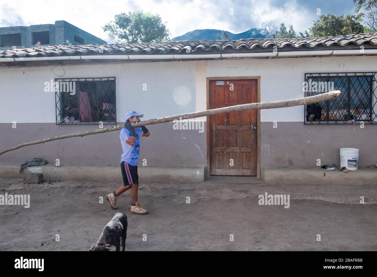 Costruire una casa di pollo improvvisata durante l'epidemia di Coronavirus - prima fase tagliare gli alberi da un boschetto di eucalipto e portare a casa Foto Stock