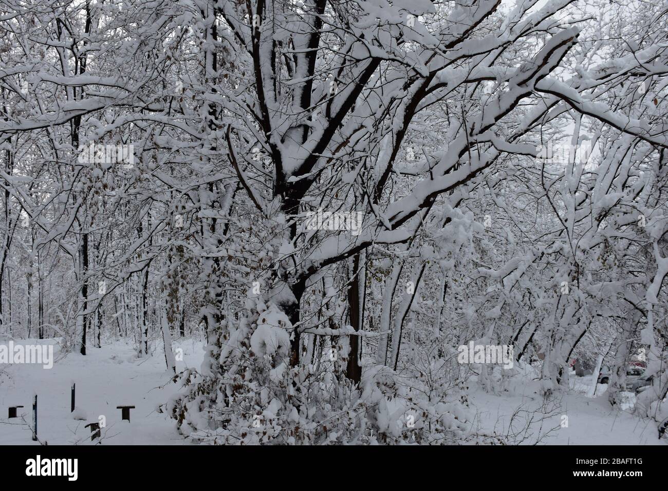 Uno spesso strato di neve sui rami di alta neve Foto Stock