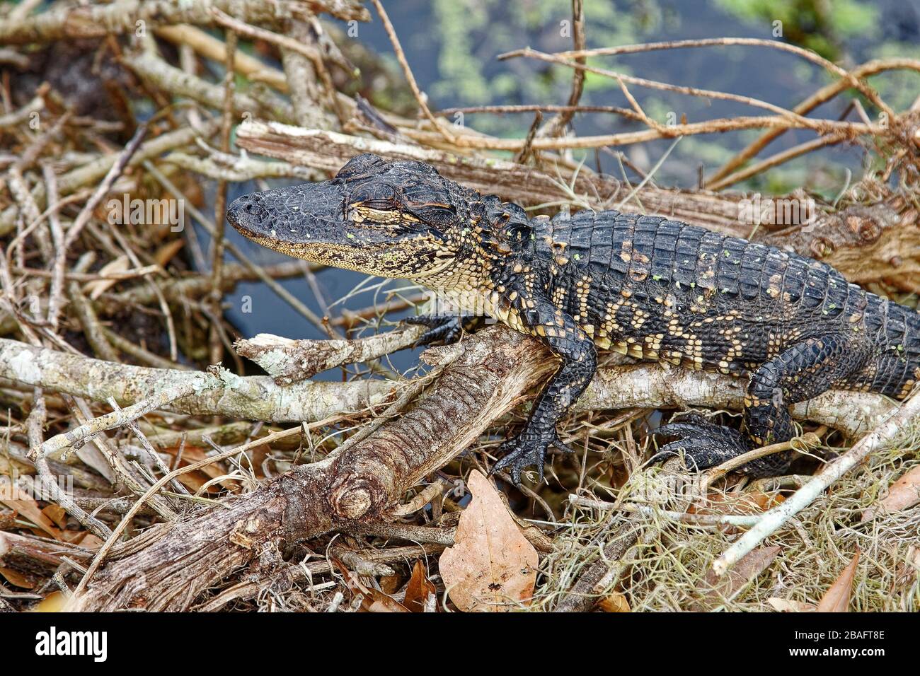 Alligatore americano; giovane, macchie, pelle ruvida, occhi chiusi, riposo, natura; fauna selvatica; primo piano, animale, Alligator missisippiensis; Circle B Bar Reser Foto Stock