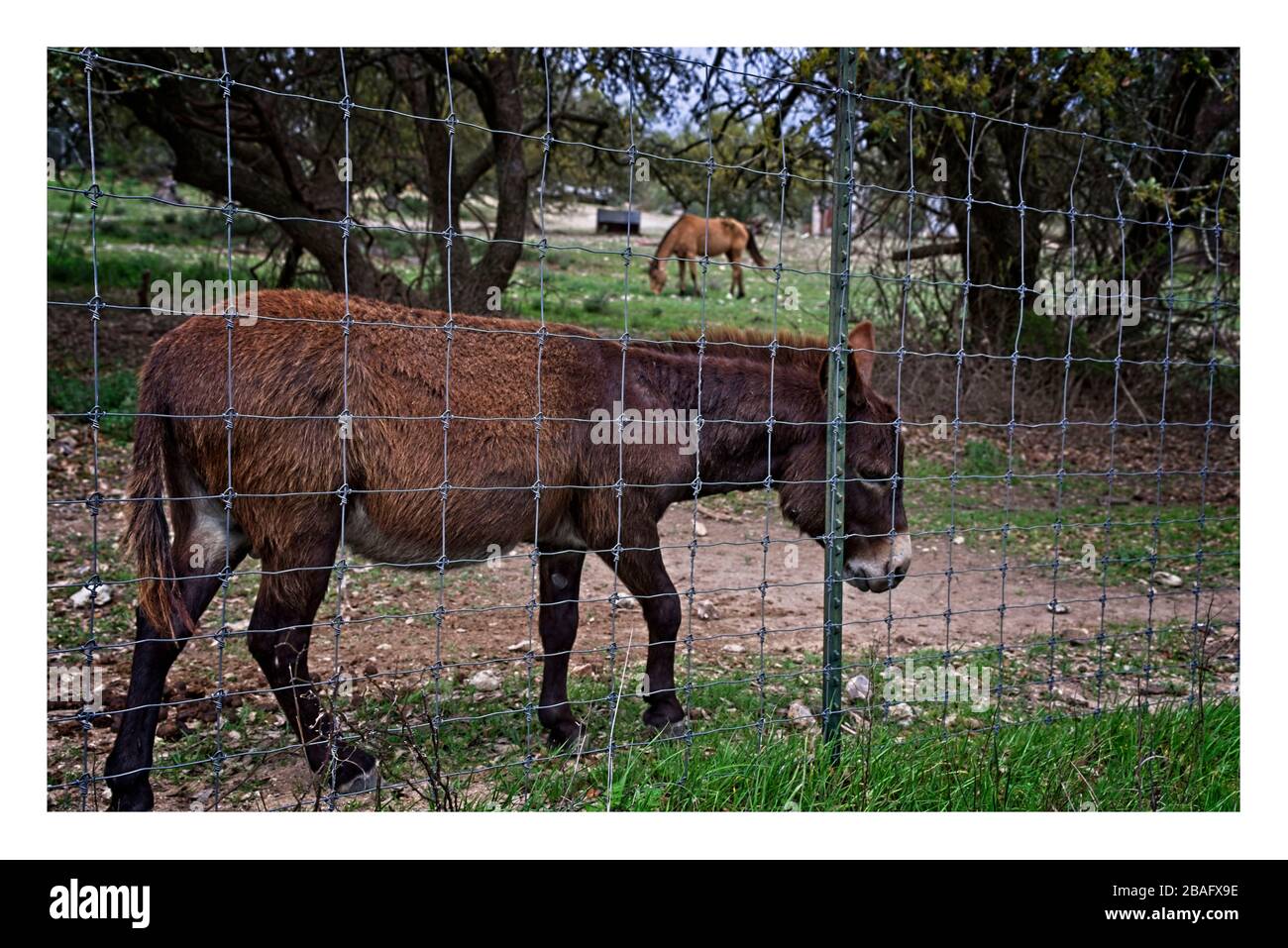 L'asino marrone grizza dietro la recinzione di filo metallico nel Texas Hill Country Foto Stock