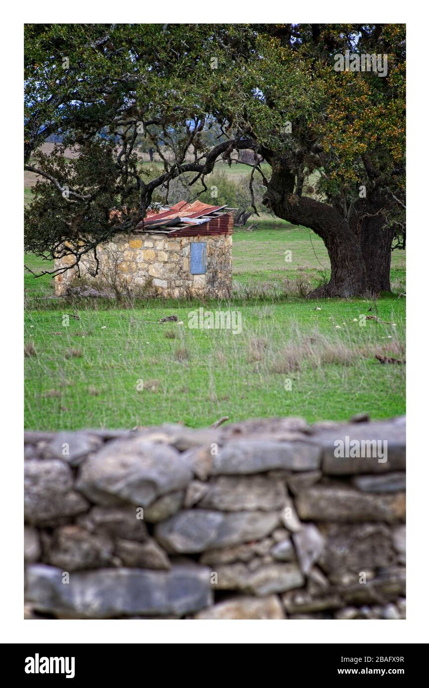 Verticale della rurale Texas Hill Country Smokehouse in pietra con albero di quercia vivo, pareti in pietra e paesaggio panoramico Foto Stock