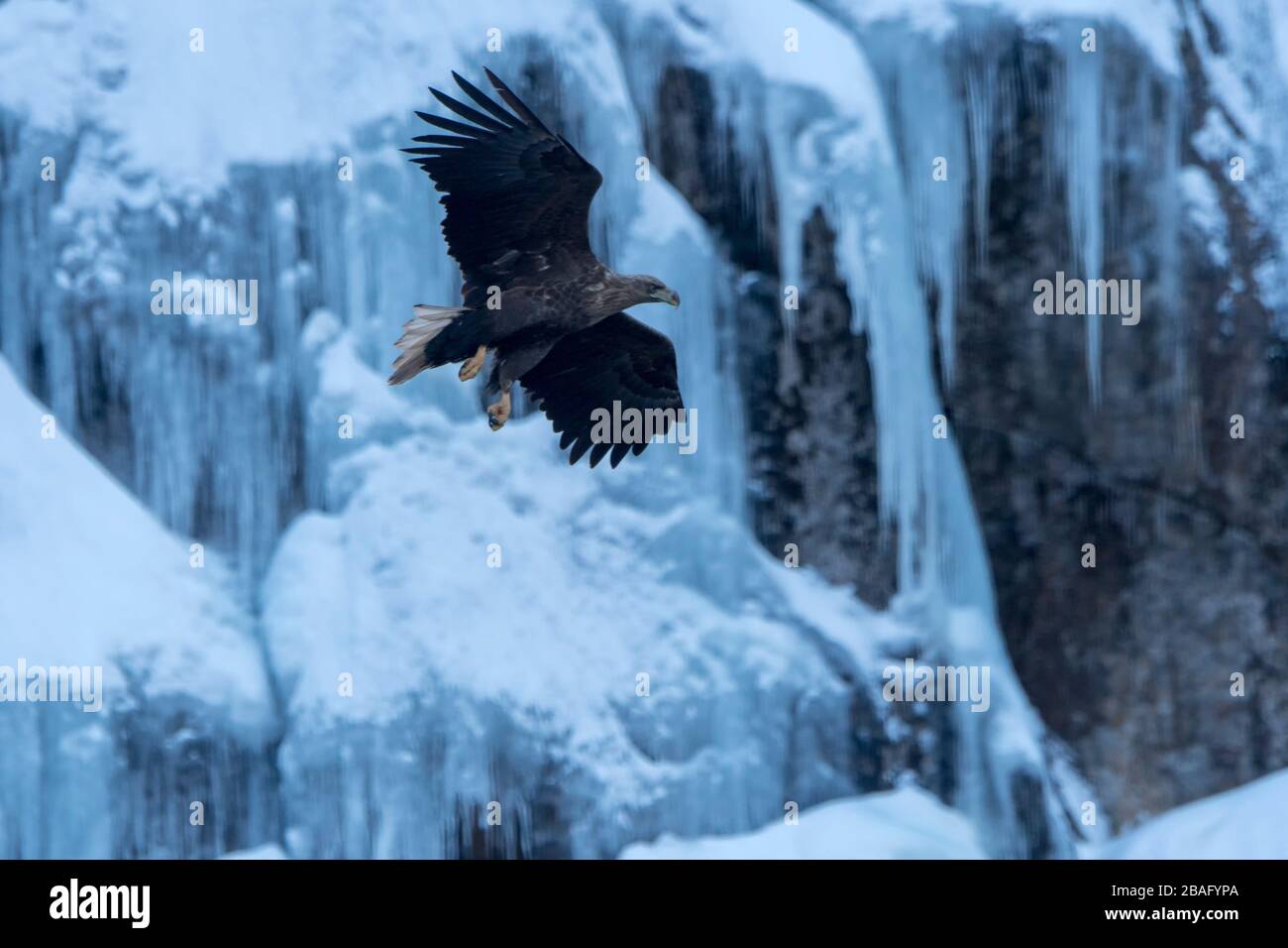 Un'aquila dalla coda bianca (Haliaeetus albicilla) sta volando attraverso il Trollfjord innevato sull'isola di Austvag nelle isole Lofoten, Nordland County, N. Foto Stock