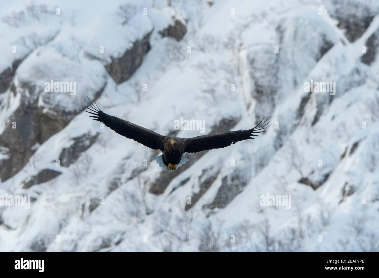 Un'aquila dalla coda bianca (Haliaeetus albicilla) sta volando attraverso il Trollfjord innevato sull'isola di Austvag nelle isole Lofoten, Nordland County, N. Foto Stock