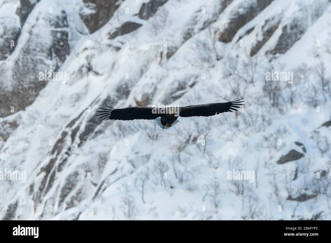 Un'aquila dalla coda bianca (Haliaeetus albicilla) sta volando attraverso il Trollfjord innevato sull'isola di Austvag nelle isole Lofoten, Nordland County, N. Foto Stock