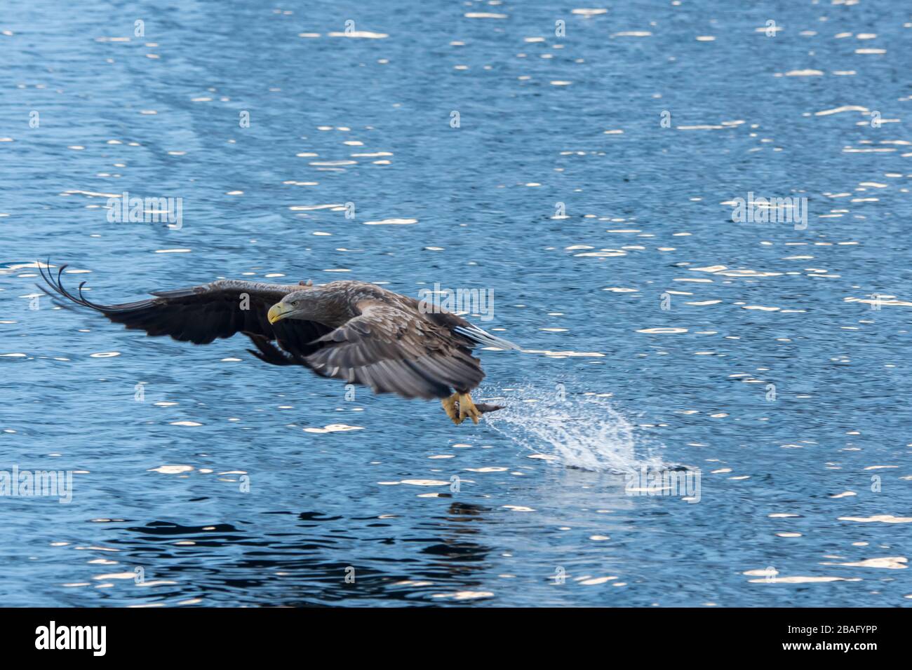 Un'aquila dalla coda bianca (Haliaeetus albicilla) sta pescando nel Trollfjord sull'isola di Austvag nelle isole Lofoten, nella contea di Nordland, in Norvegia. Foto Stock