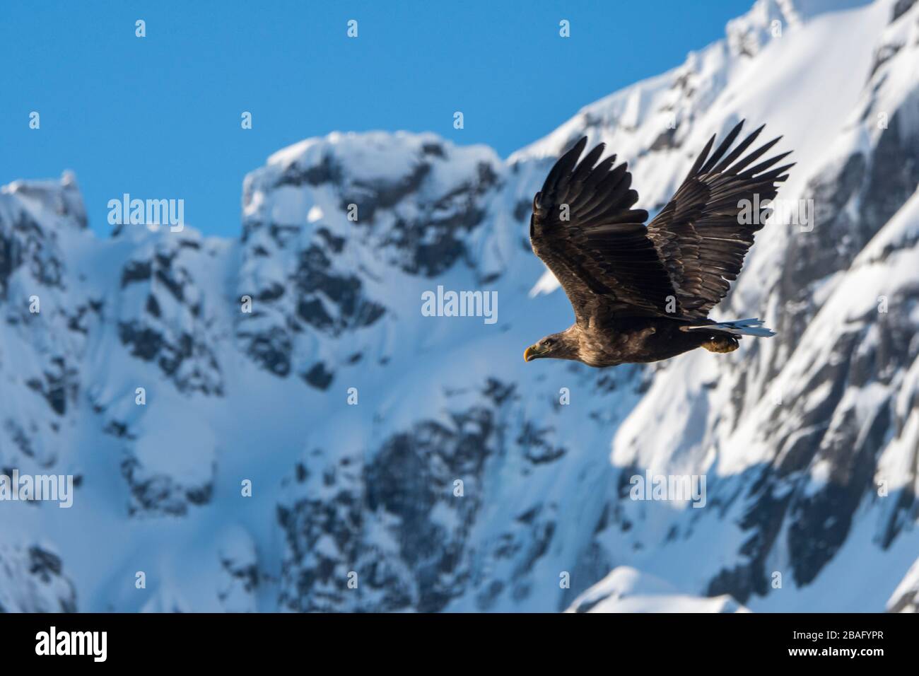 Un'aquila dalla coda bianca (Haliaeetus albicilla) sta volando attraverso il Trollfjord innevato sull'isola di Austvag nelle isole Lofoten, Nordland County, N. Foto Stock