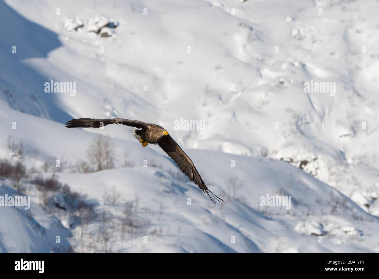 Un'aquila dalla coda bianca (Haliaeetus albicilla) sta volando attraverso il Trollfjord innevato sull'isola di Austvag nelle isole Lofoten, Nordland County, N. Foto Stock
