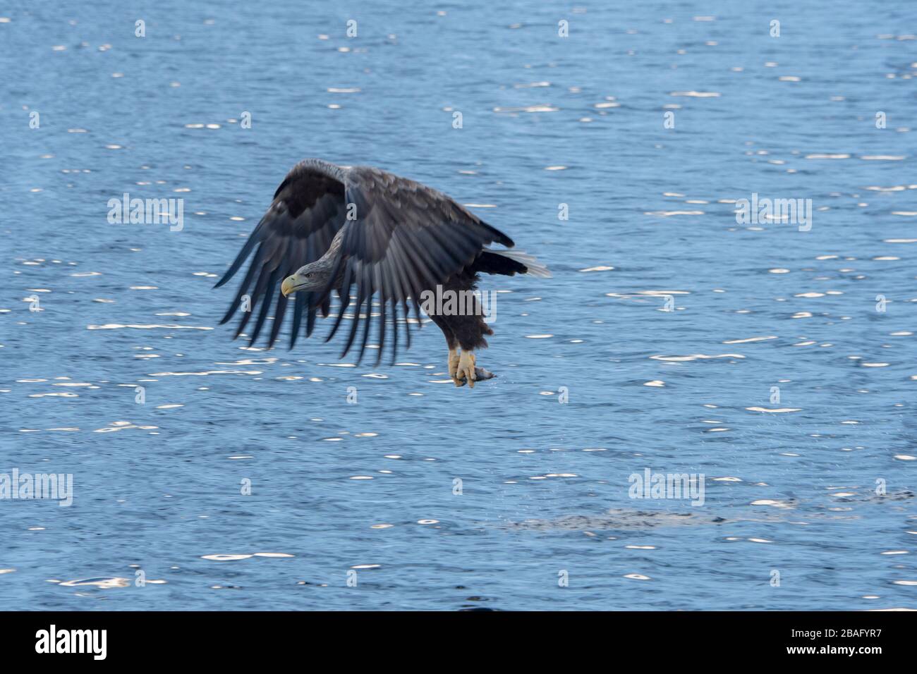 Un'aquila dalla coda bianca (Haliaeetus albicilla) sta pescando nel Trollfjord sull'isola di Austvag nelle isole Lofoten, nella contea di Nordland, in Norvegia. Foto Stock