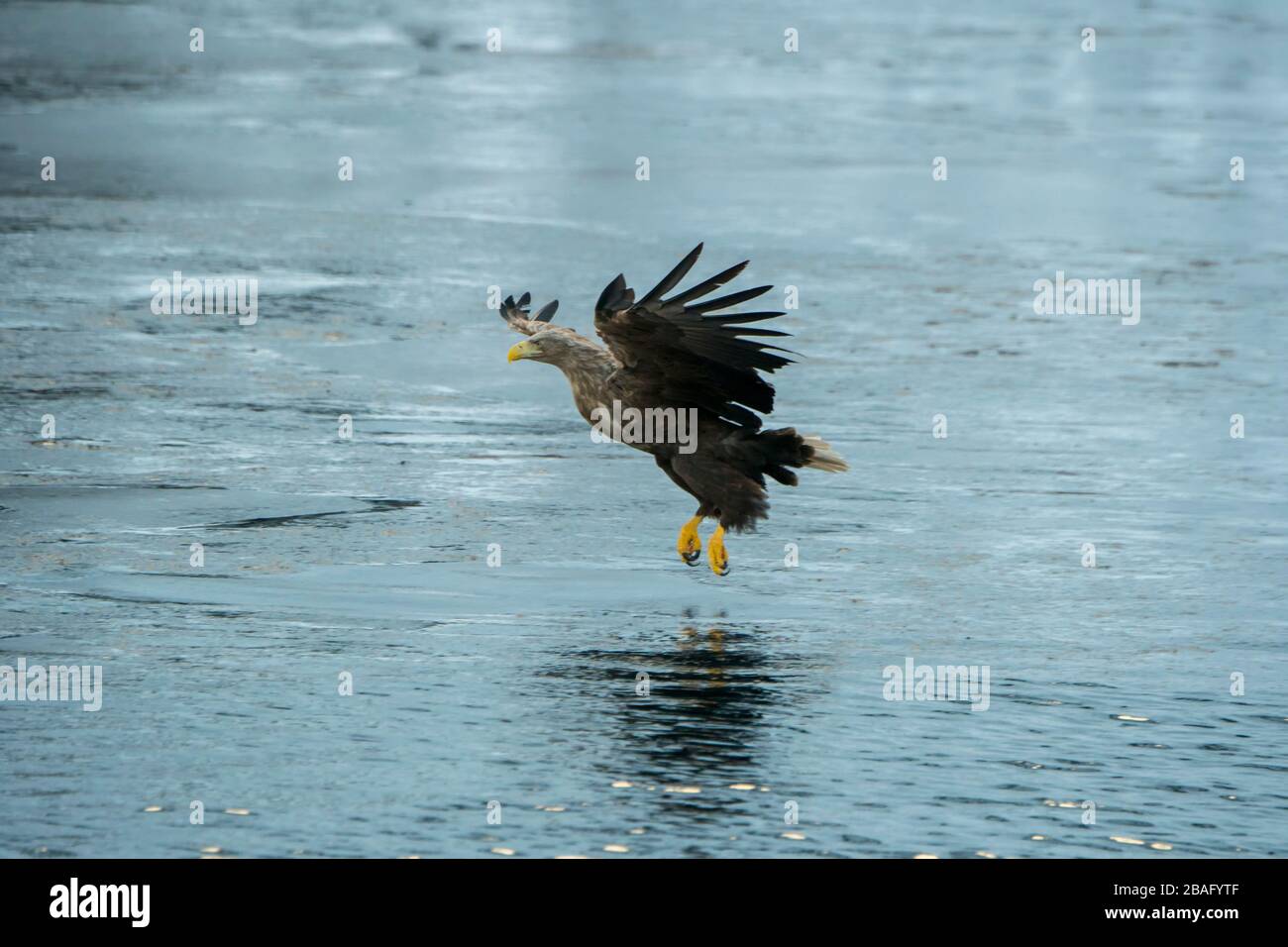 Un'aquila dalla coda bianca (Haliaeetus albicilla) sta pescando nel Trollfjord sull'isola di Austvag nelle isole Lofoten, nella contea di Nordland, in Norvegia. Foto Stock