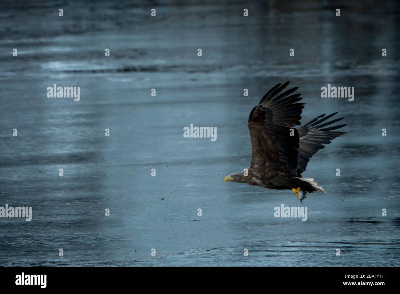 Un'aquila dalla coda bianca (Haliaeetus albicilla) sta pescando nel Trollfjord sull'isola di Austvag nelle isole Lofoten, nella contea di Nordland, in Norvegia. Foto Stock
