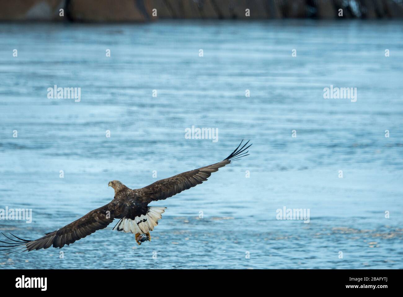 Un'aquila dalla coda bianca (Haliaeetus albicilla) sta pescando nel Trollfjord sull'isola di Austvag nelle isole Lofoten, nella contea di Nordland, in Norvegia. Foto Stock