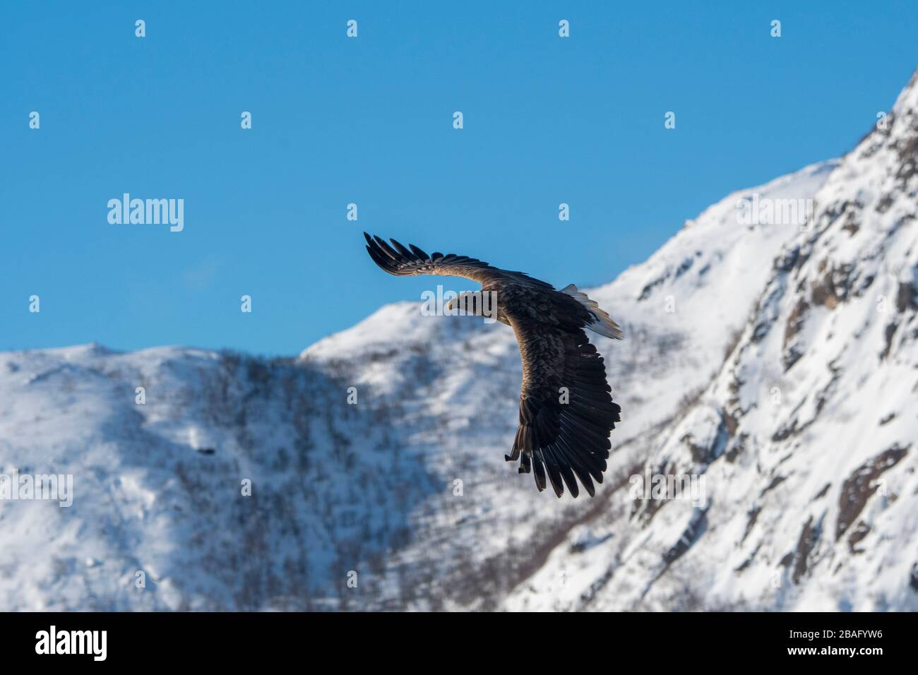 Un'aquila dalla coda bianca (Haliaeetus albicilla) vola di fronte alle montagne innevate vicino al Trollfjord sull'isola di Austvag nelle isole Lofoten, Foto Stock