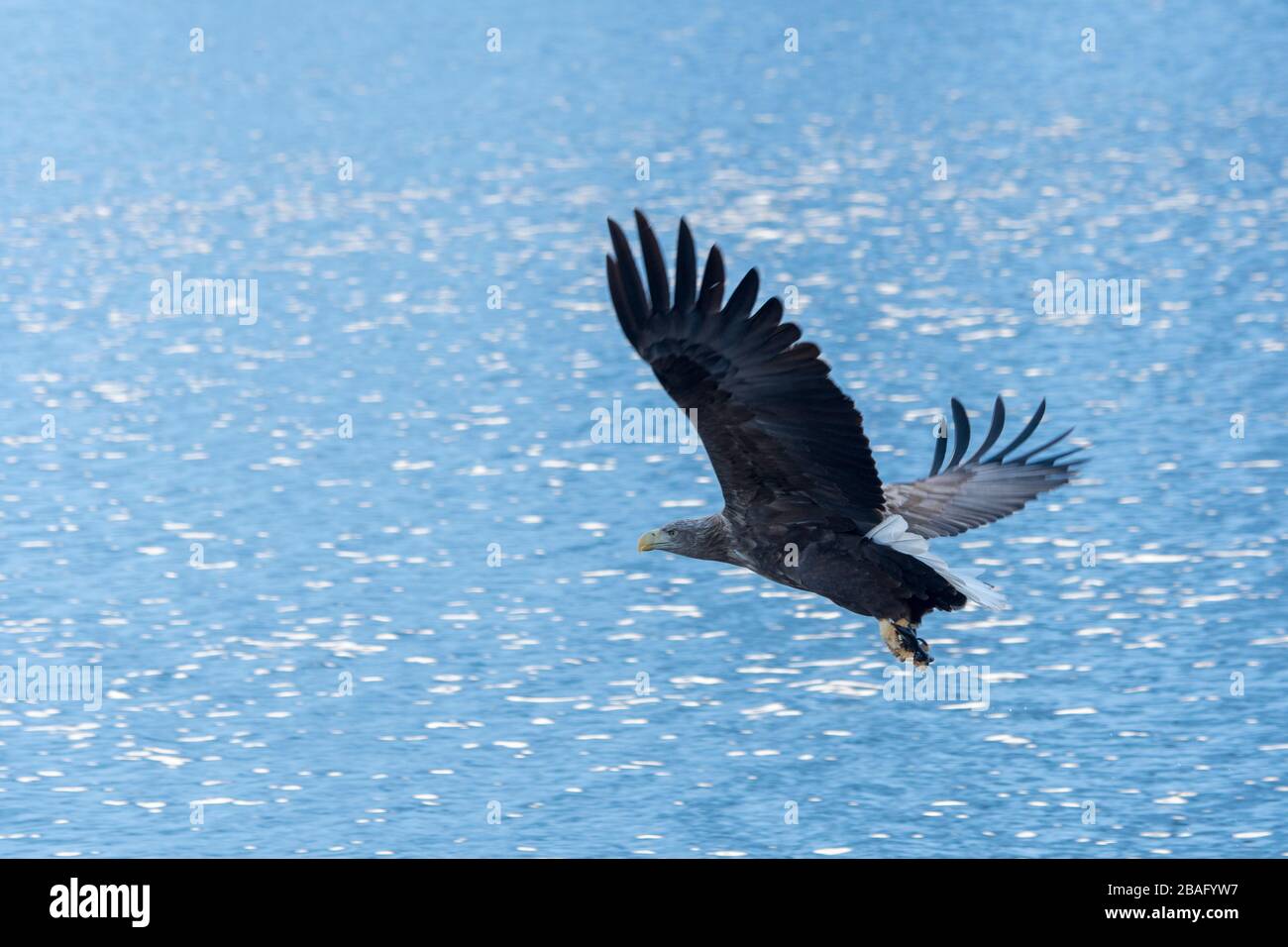 Un'aquila dalla coda bianca (Haliaeetus albicilla) sta pescando nel Trollfjord sull'isola di Austvag nelle isole Lofoten, nella contea di Nordland, in Norvegia. Foto Stock