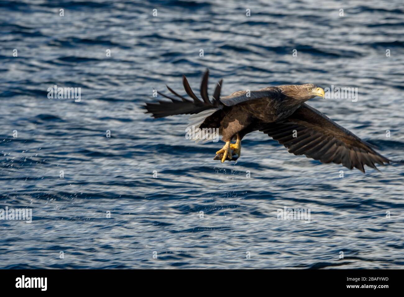 Un'aquila dalla coda bianca (Haliaeetus albicilla) sta pescando nel Trollfjord sull'isola di Austvag nelle isole Lofoten, nella contea di Nordland, in Norvegia. Foto Stock