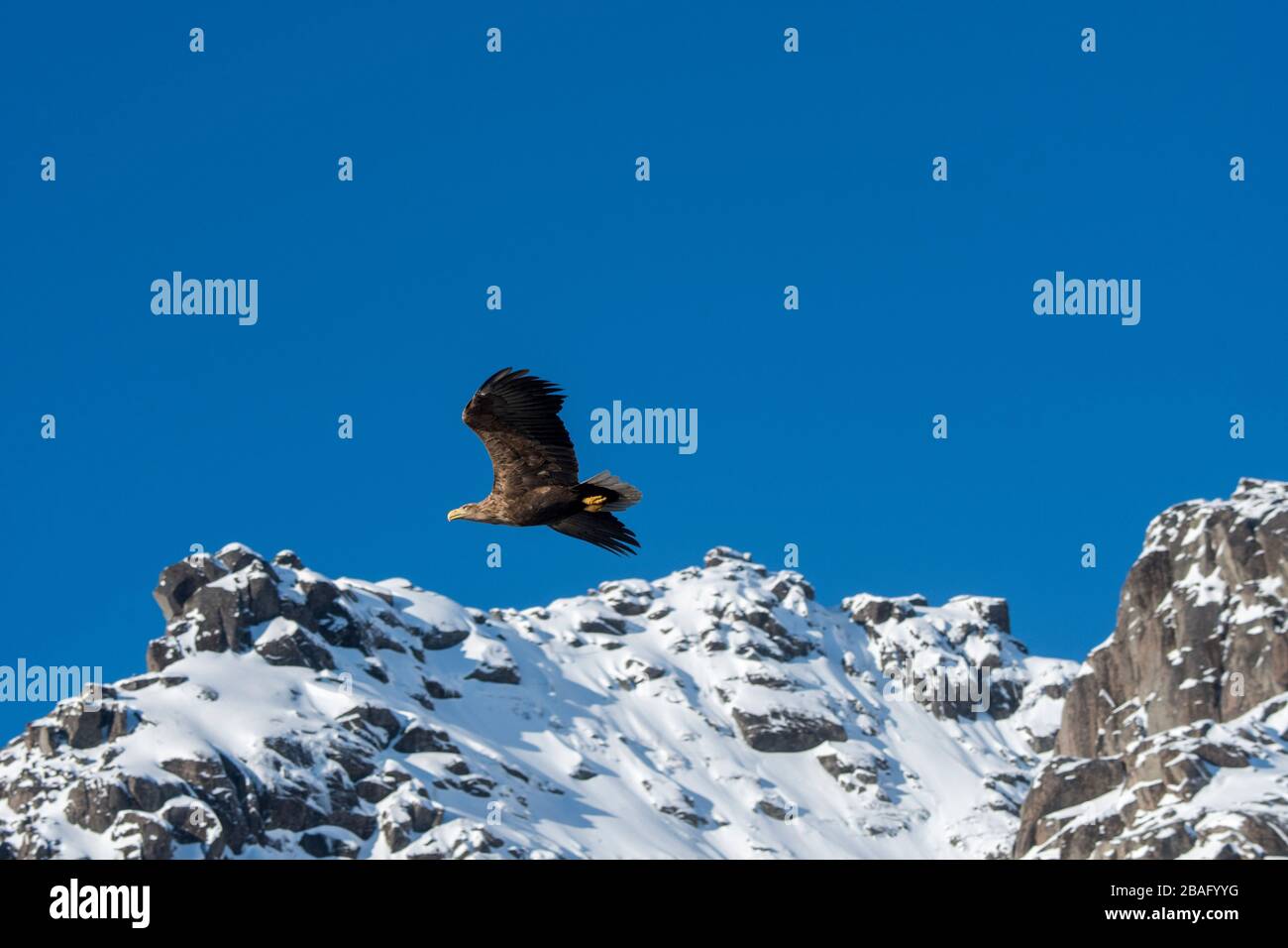 Un'aquila dalla coda bianca (Haliaeetus albicilla) in volo vicino al Trollfjord sull'isola di Austvag nelle isole Lofoten, nella contea di Nordland, Norvegia. Foto Stock