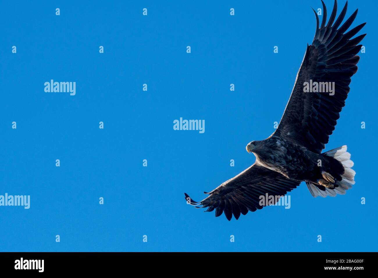 Un'aquila dalla coda bianca (Haliaeetus albicilla) in volo vicino al Trollfjord sull'isola di Austvag nelle isole Lofoten, nella contea di Nordland, Norvegia. Foto Stock