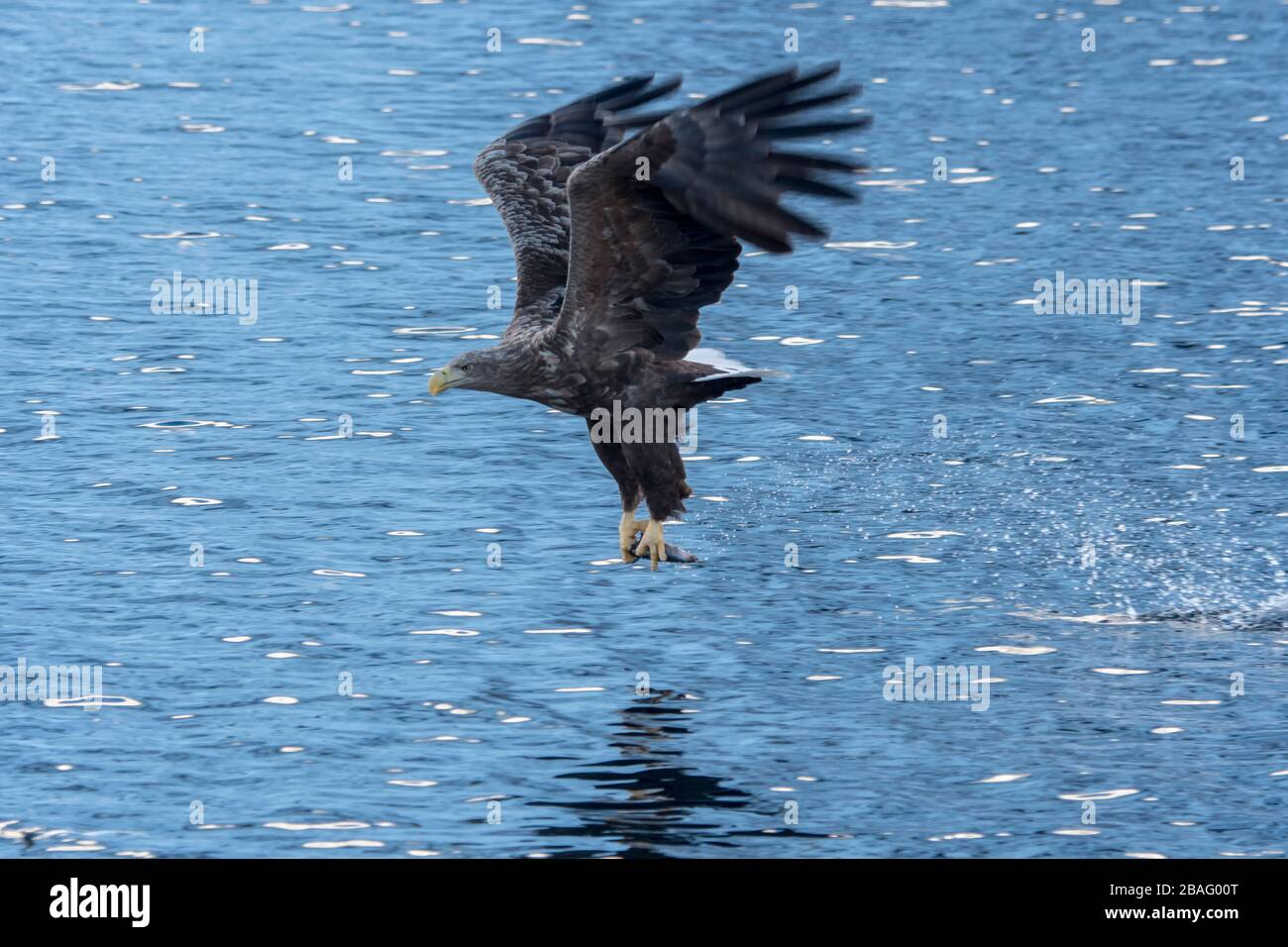 Un'aquila dalla coda bianca (Haliaeetus albicilla) sta pescando nel Trollfjord sull'isola di Austvag nelle isole Lofoten, nella contea di Nordland, in Norvegia. Foto Stock