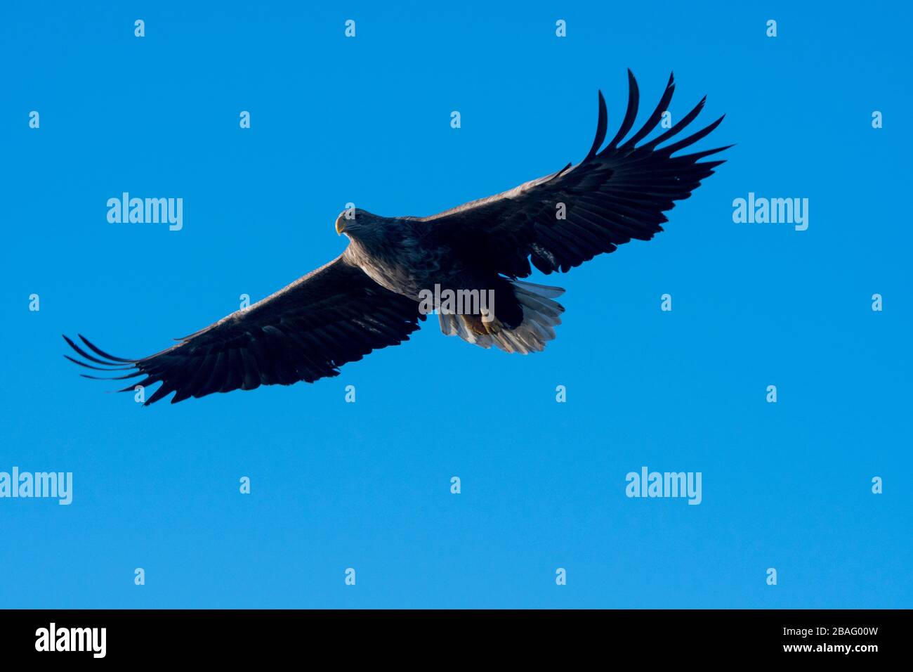 Un'aquila dalla coda bianca (Haliaeetus albicilla) in volo vicino al Trollfjord sull'isola di Austvag nelle isole Lofoten, nella contea di Nordland, Norvegia. Foto Stock
