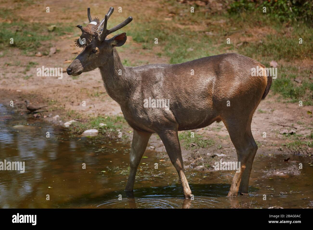 Indian Myna decollare su sambar testa, India. Foto Stock