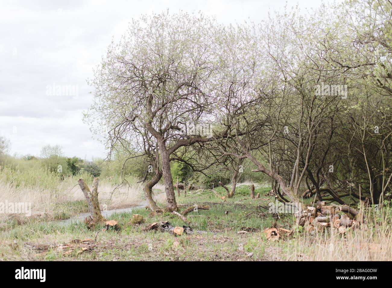 Alberi, e alberi tagliati, accanto ad un rene / ruscello nelle Wetlands a Magor, Galles Foto Stock