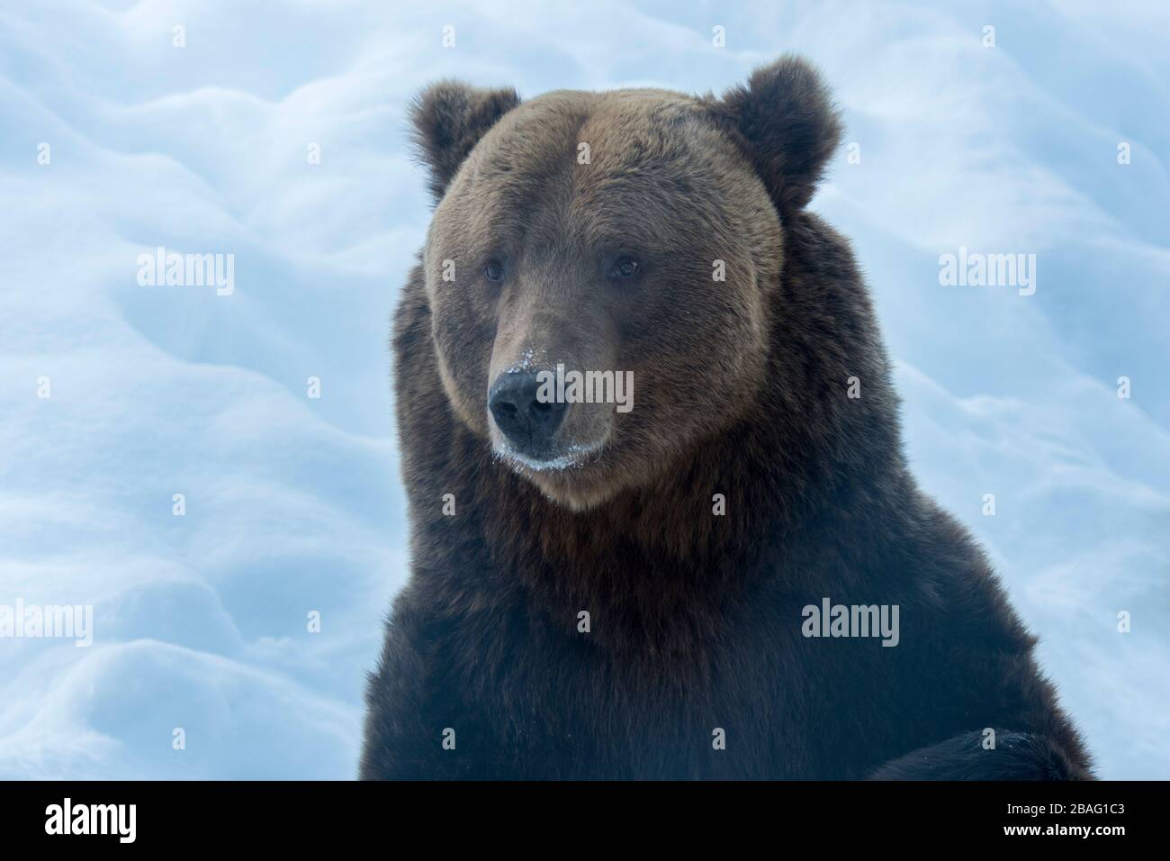 Ritratto di un orso bruno in inverno in un parco faunistico nel nord della Norvegia. Foto Stock