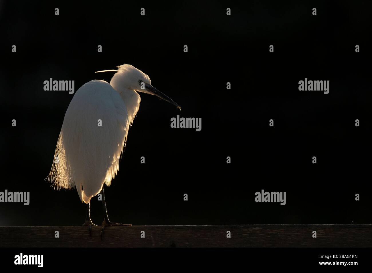 Un po 'egret retroilluminato alla luce del sole del mattino Foto Stock