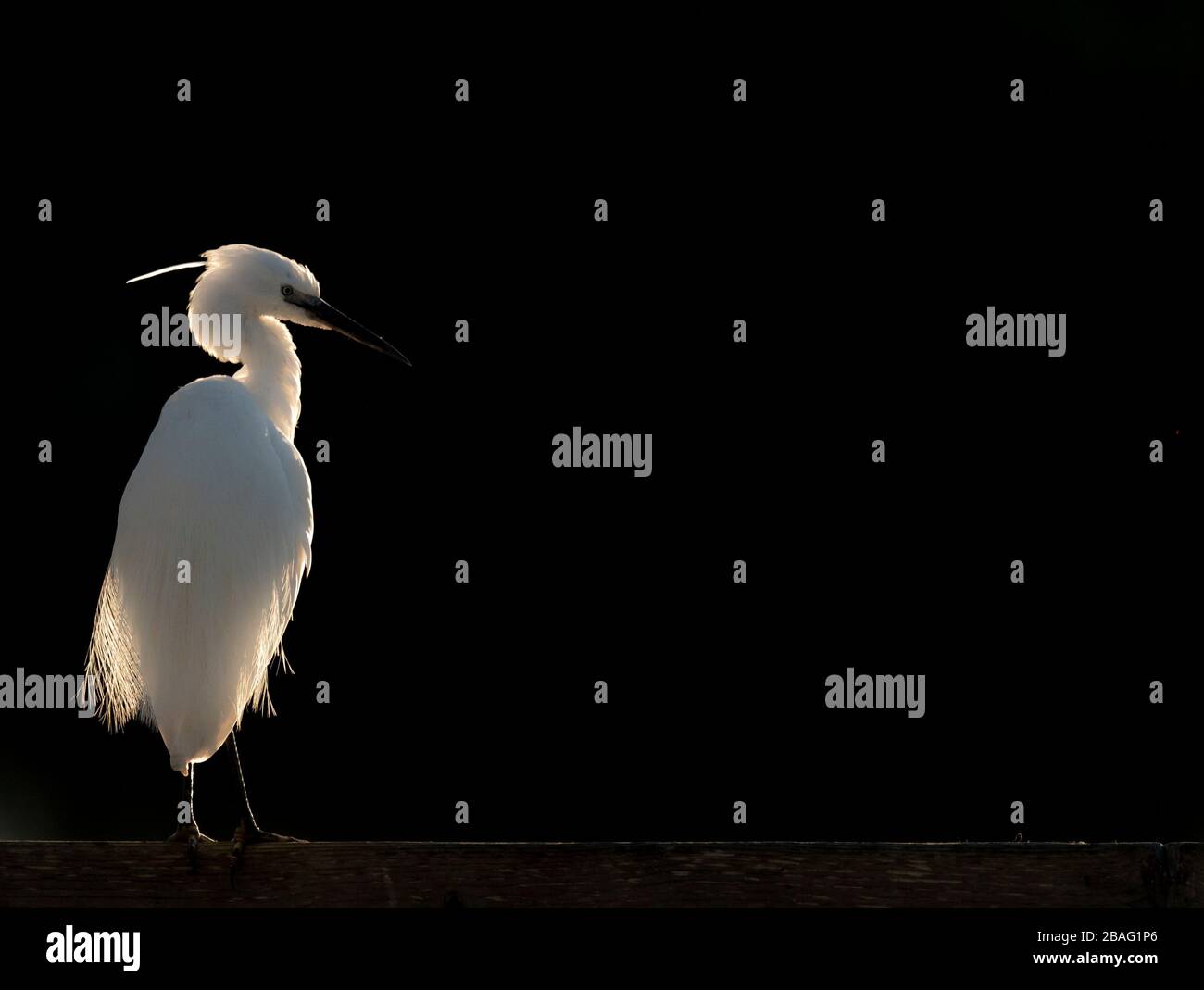 Un po 'egret retroilluminato alla luce del sole del mattino Foto Stock