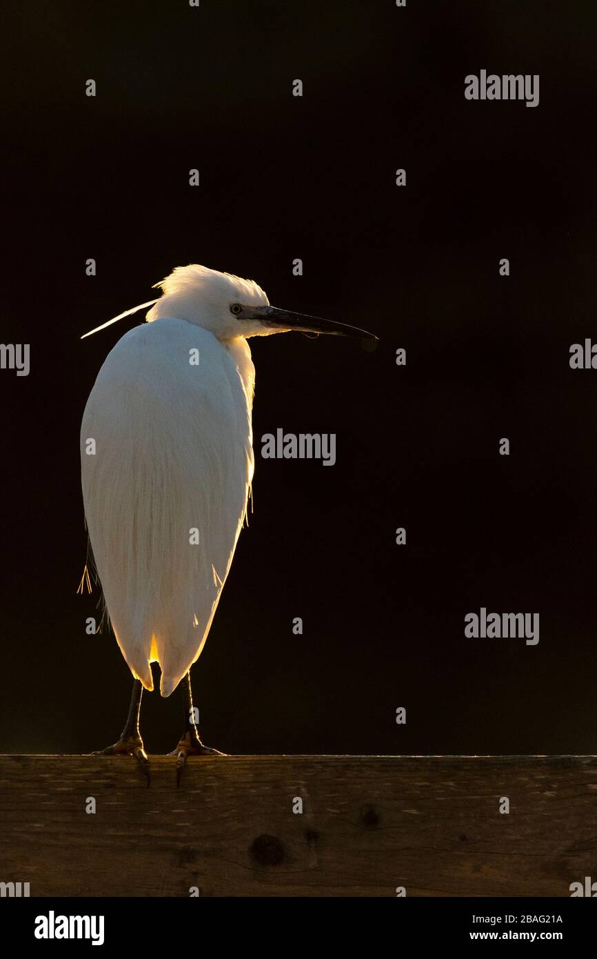 Un po 'egret retroilluminato alla luce del sole del mattino Foto Stock