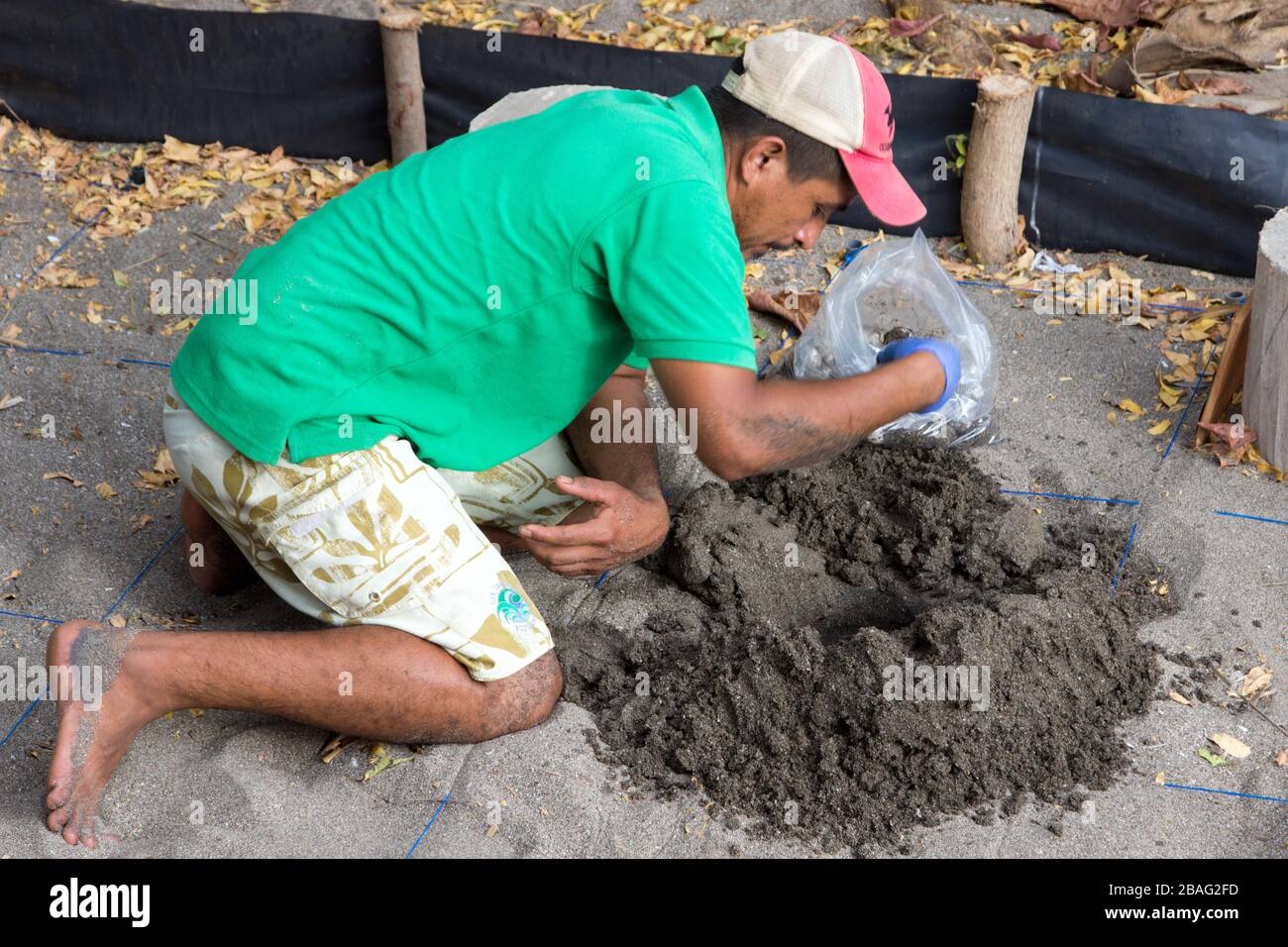 Un volontario nicaraguense colloca le uova di tartaruga marina recentemente deposte in un'area protetta per conservare questo animale in pericolo. Foto Stock