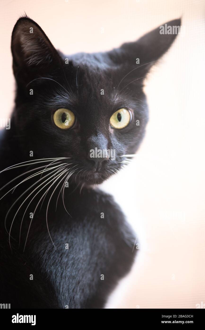 Tuxedo Cat in una finestra Foto Stock