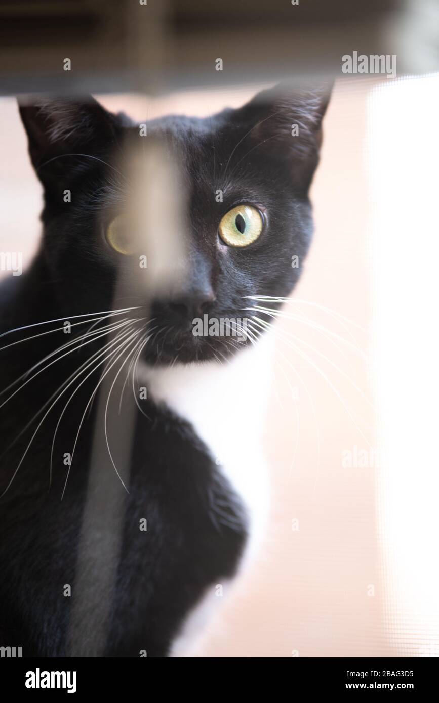 Tuxedo Cat in una finestra Foto Stock