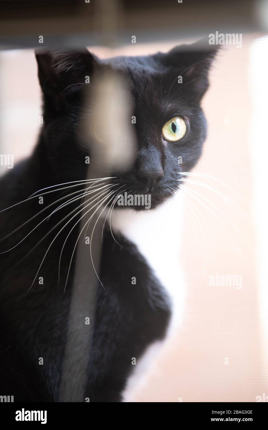 Tuxedo Cat in una finestra Foto Stock