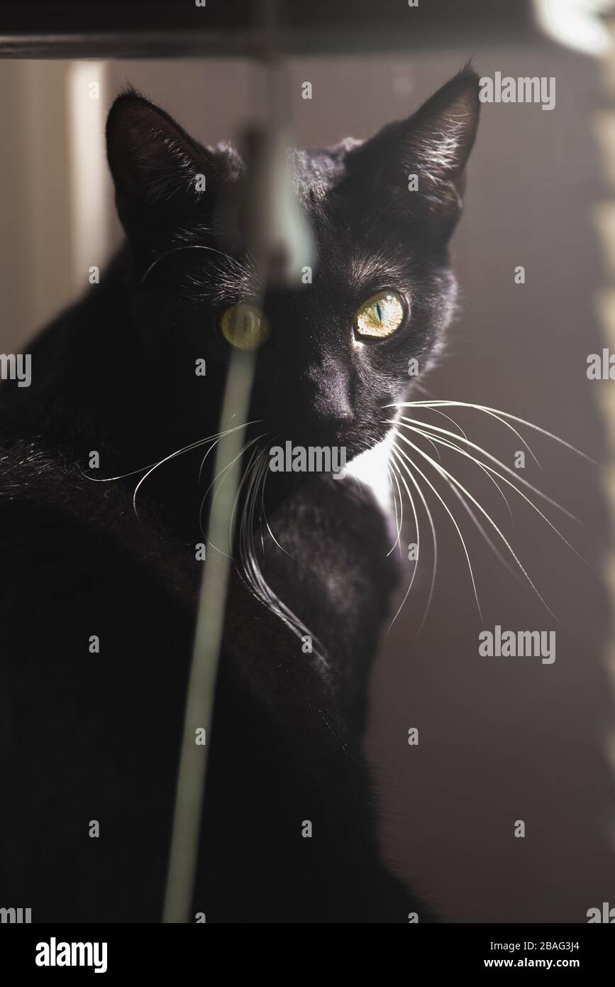 Tuxedo Cat in una finestra Foto Stock