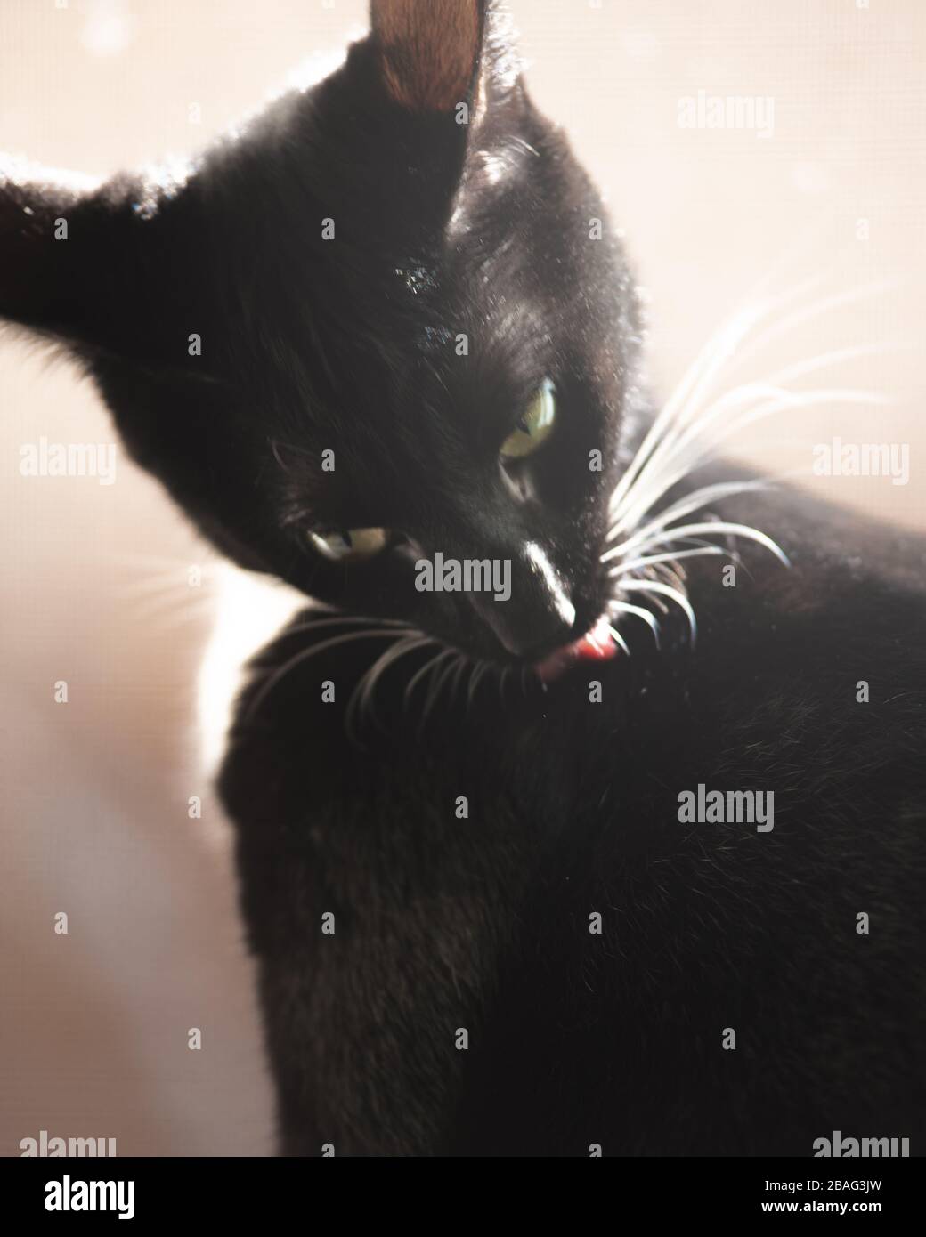 Tuxedo Cat in una finestra Foto Stock