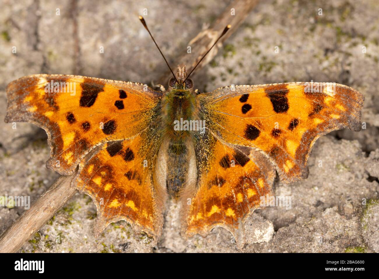 La farfalla della virgola si riscalda a terra nel sole di pomeriggio Foto Stock