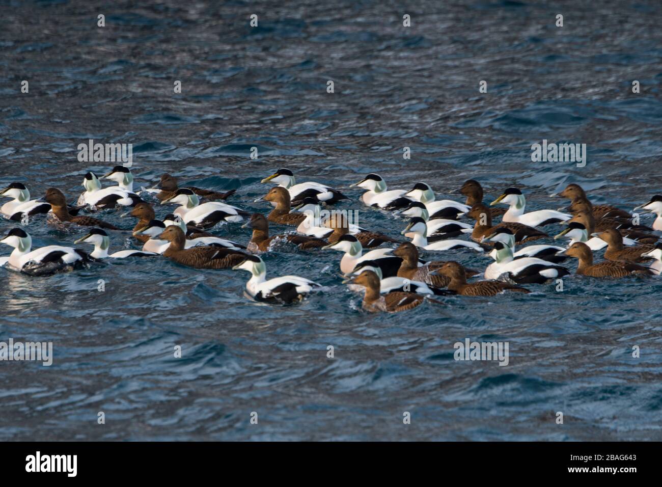 Un gregge di anatre comuni (Somateria molissima) galleggia nel porto di Tromso, nella contea di Troms og Finnmark, Norvegia. Foto Stock