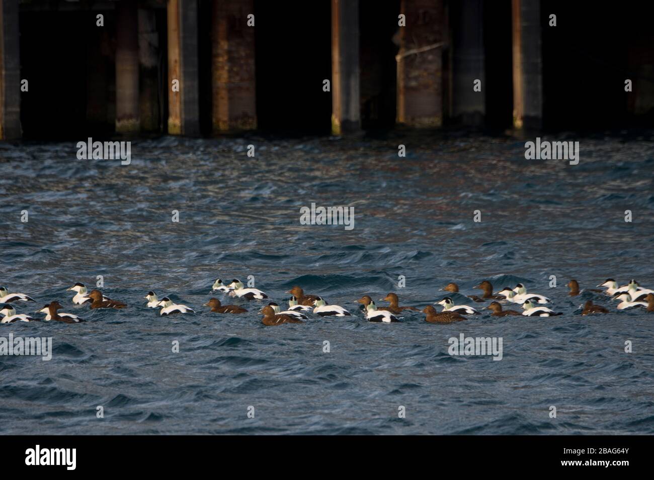 Un gregge di anatre comuni (Somateria molissima) galleggia nel porto di Tromso, nella contea di Troms og Finnmark, Norvegia. Foto Stock