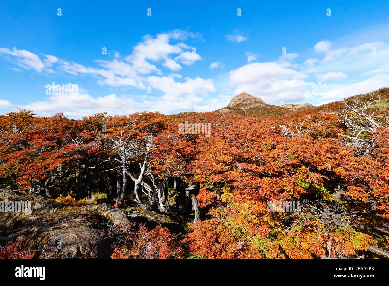 Colori autunnali della vegetazione intorno alla Laguna Capri, Parco Nazionale di Los Glaciares, Argentina Foto Stock
