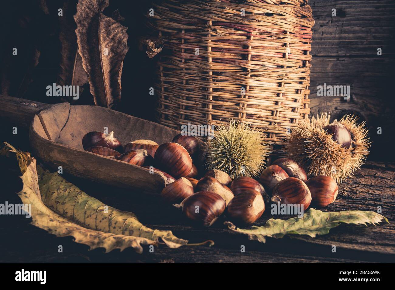 castagne appena raccolte - primo piano Foto Stock