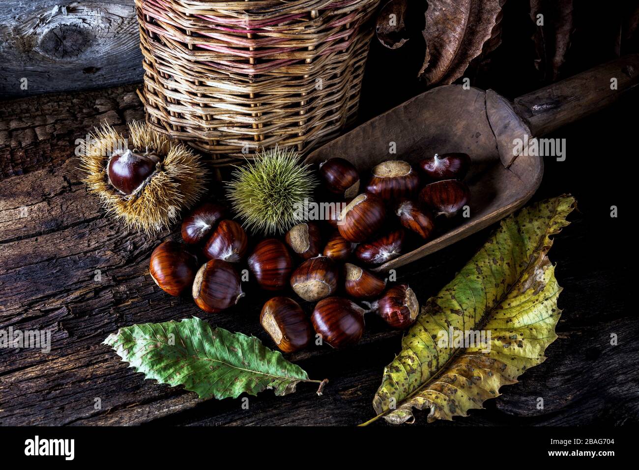 castagne appena raccolte - primo piano Foto Stock