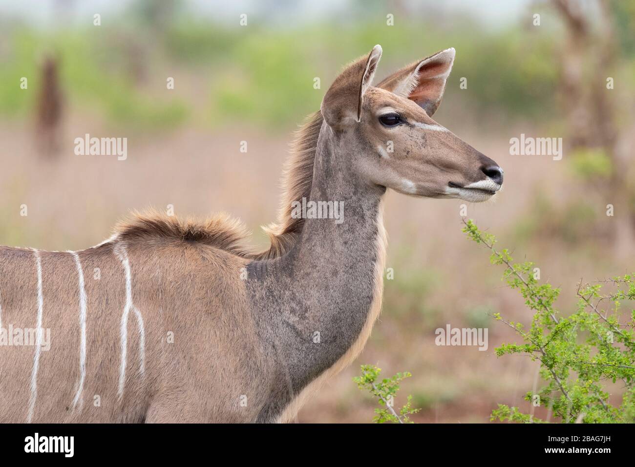 Greater Kudu (Tragelaphus strepsiceros), adulto femmina primo piano, Mpumalanga, Sudafrica Foto Stock