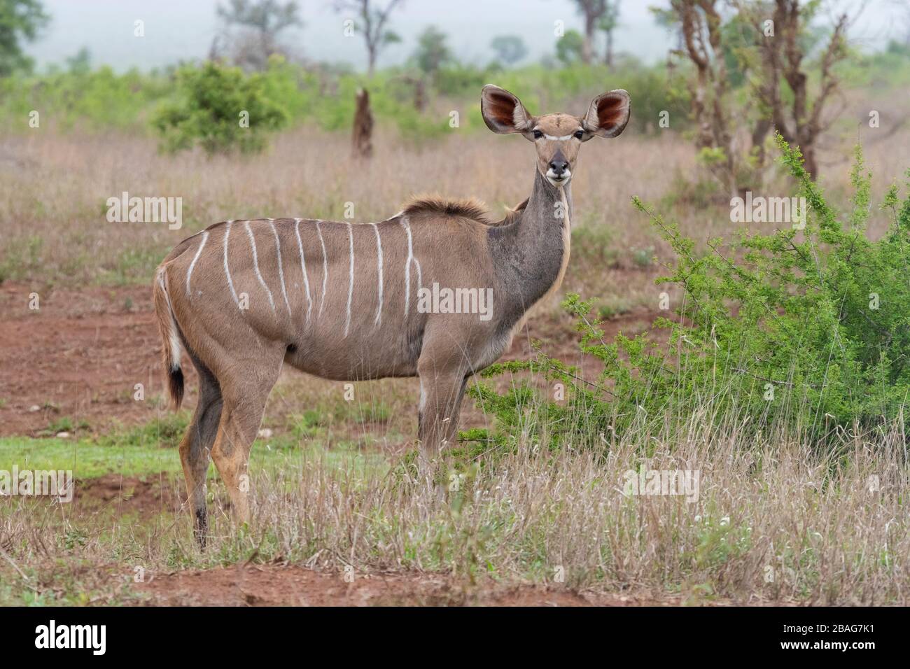 Grande Kudu (Tragelaphus strepsiceros), , Mpumalanga, Sudafrica Foto Stock