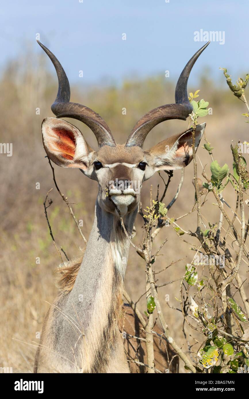 Grande Kudu (Tragelaphus strepsiceros), immaturo maschile primo piano, Mpumalanga, Sudafrica Foto Stock