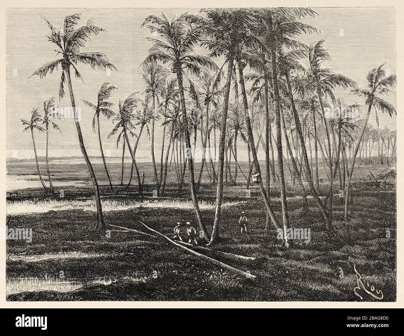 Vista panoramica delle palme sulla costa dell'isola delle Hawaii. Hawaii, Stati Uniti. Gita alle Isole Hawaiiane 1855 di Charles de Varigny Foto Stock