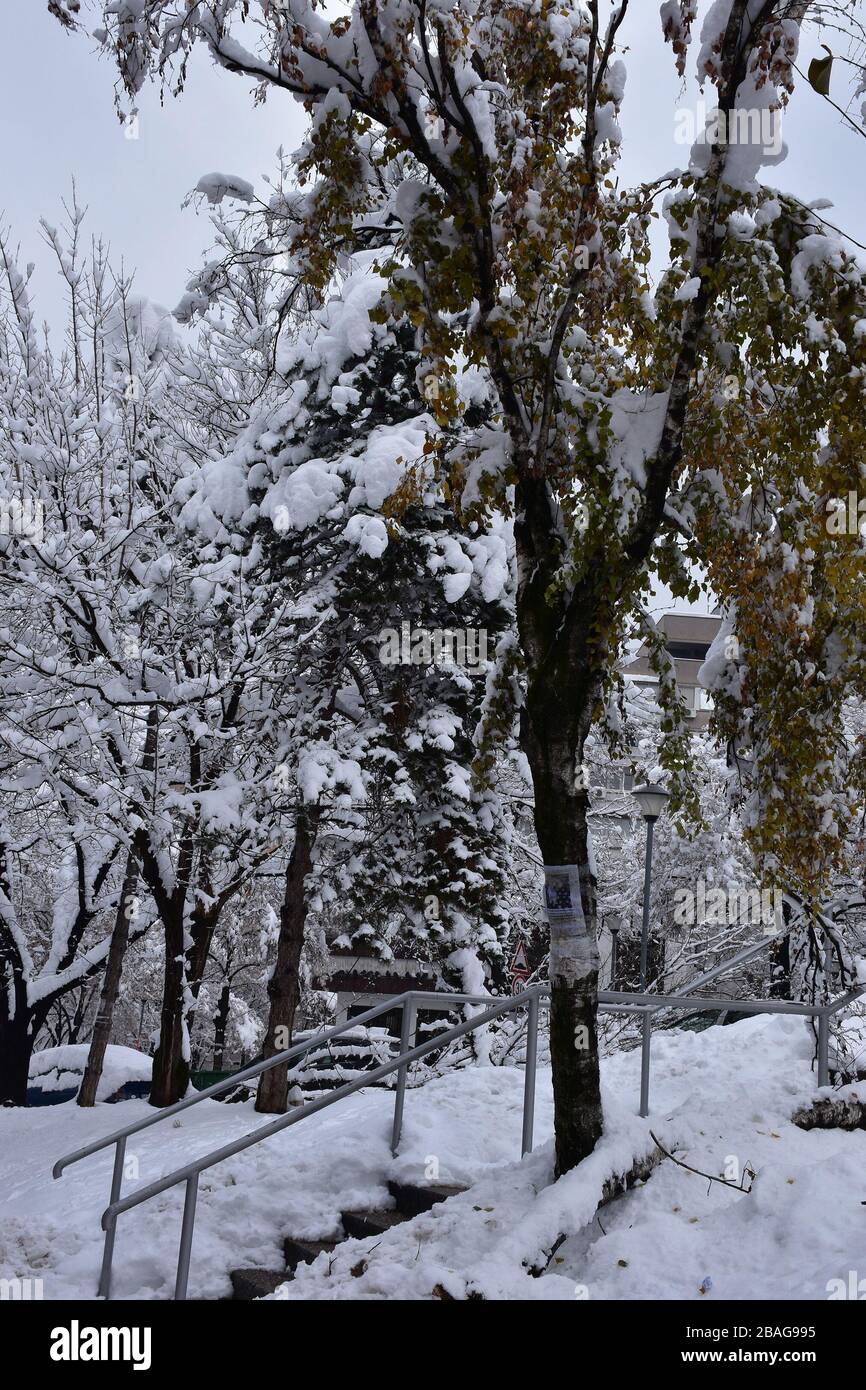 La neve è sui rami degli alberi e la neve profonda è sul terreno Foto Stock