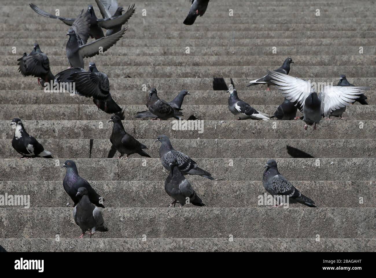 New York, Stati Uniti. 27 marzo 2020. I piccioni riempiono le scale del James A. Farley Building 34th Street Post Office a New York City venerdì 27 marzo 2020. Quasi la metà degli Stati Uniti sono sotto ordini di soggiorno a domicilio e gli Stati Uniti sono diventati il paese con i casi di coronavirus più confermati a più di 94,000. Foto di John Angelillo/UPI Credit: UPI/Alamy Live News Foto Stock