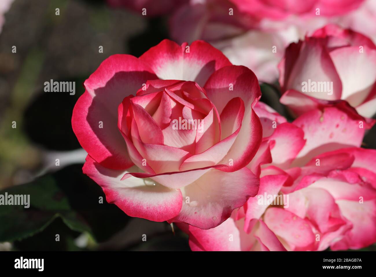 Il ghiaccio di lampone è molto distinguibile dalla colorazione dei suoi fiori, bianco cremoso con un attraente bordo rosa di lampone. Foto Stock