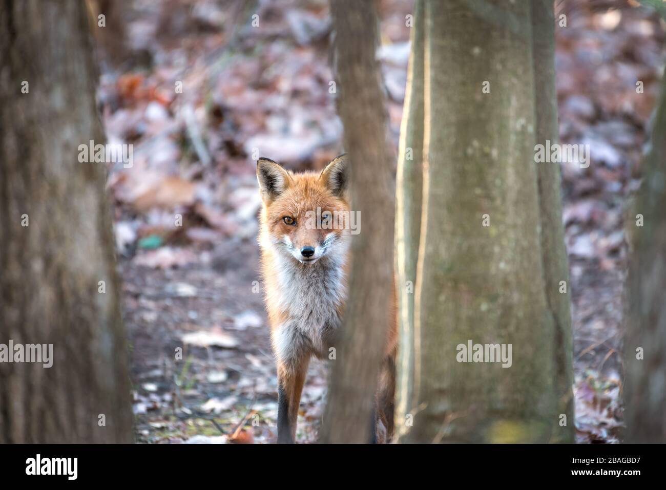 Wild Red Fox guardando intensamente da dietro un albero in una foresta del Maryland. Foto Stock