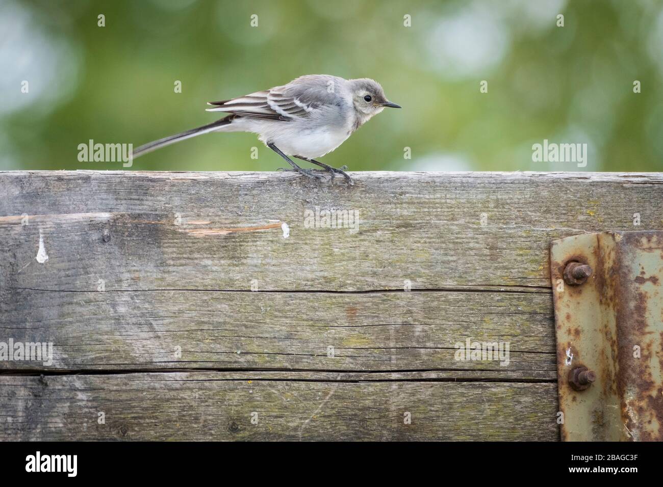 Bianco Wagtail (Motacilla alba) giovane arroccato su un rimorchio di legno. Nemunas Delta. Lituania. Foto Stock